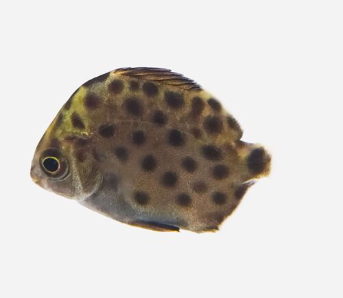 Escatófago manchado