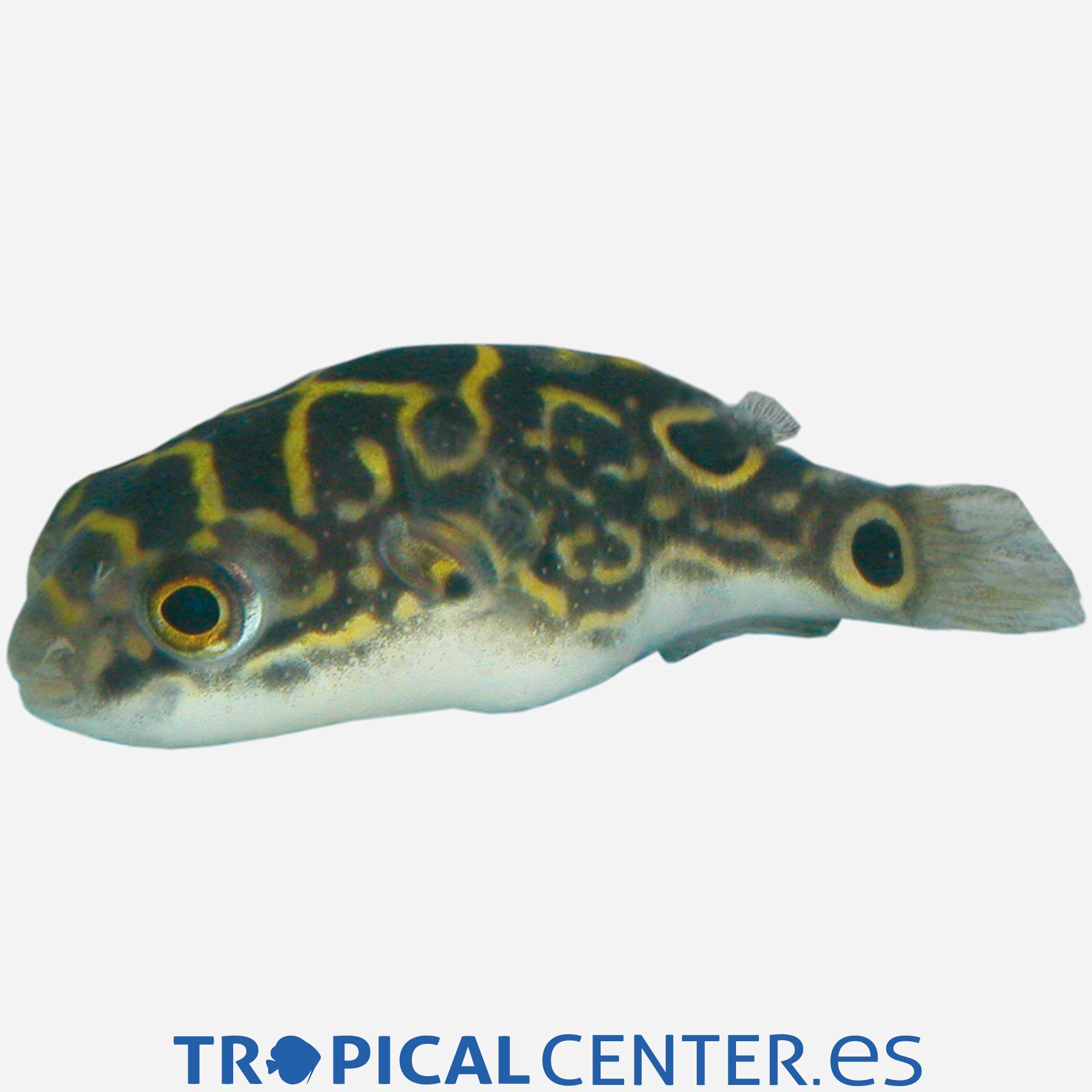 as40-1-pez-globo-figura-de-8_general_3343.jpg as40-1-pez-globo-figura-de-8_general_3343.jpg