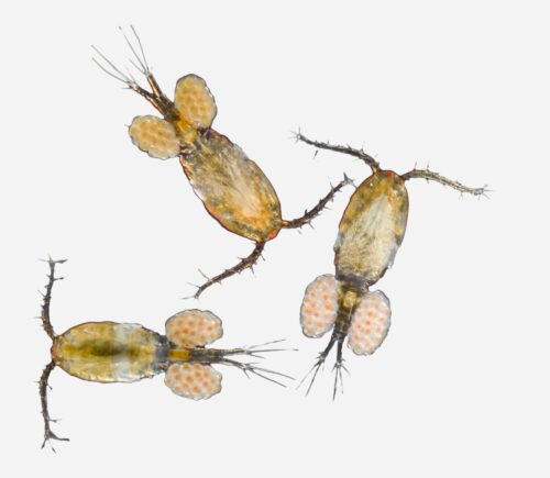 Bolsa cópepodos marinos