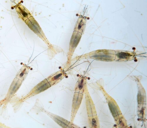 Bolsa camarón enano