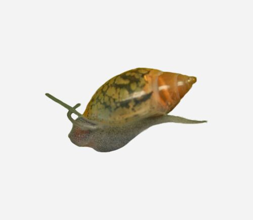 Bolsa caracoles Physella acuta