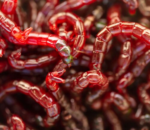 Bolsa larva roja de mosquito jumbo
