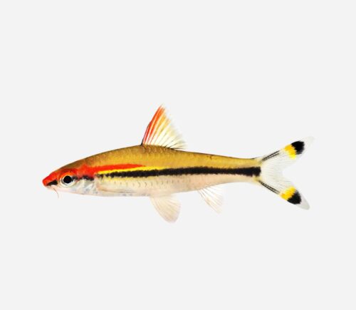 Barbo torpedo de línea roja