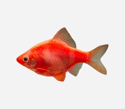 Barbo tetrazona Rojo