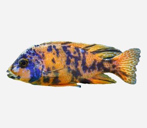 Aulonocara trewavasae OB