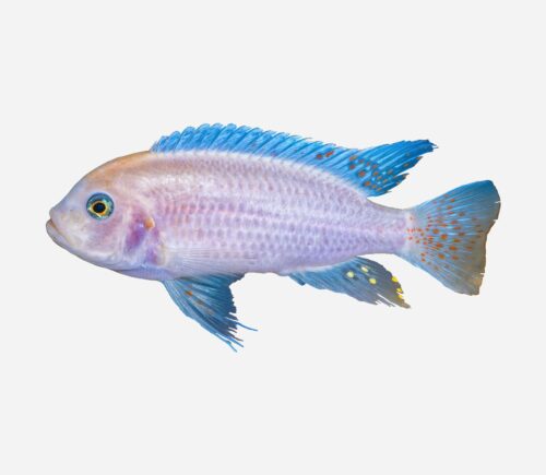 Mbuna zebra Azul Cobalto