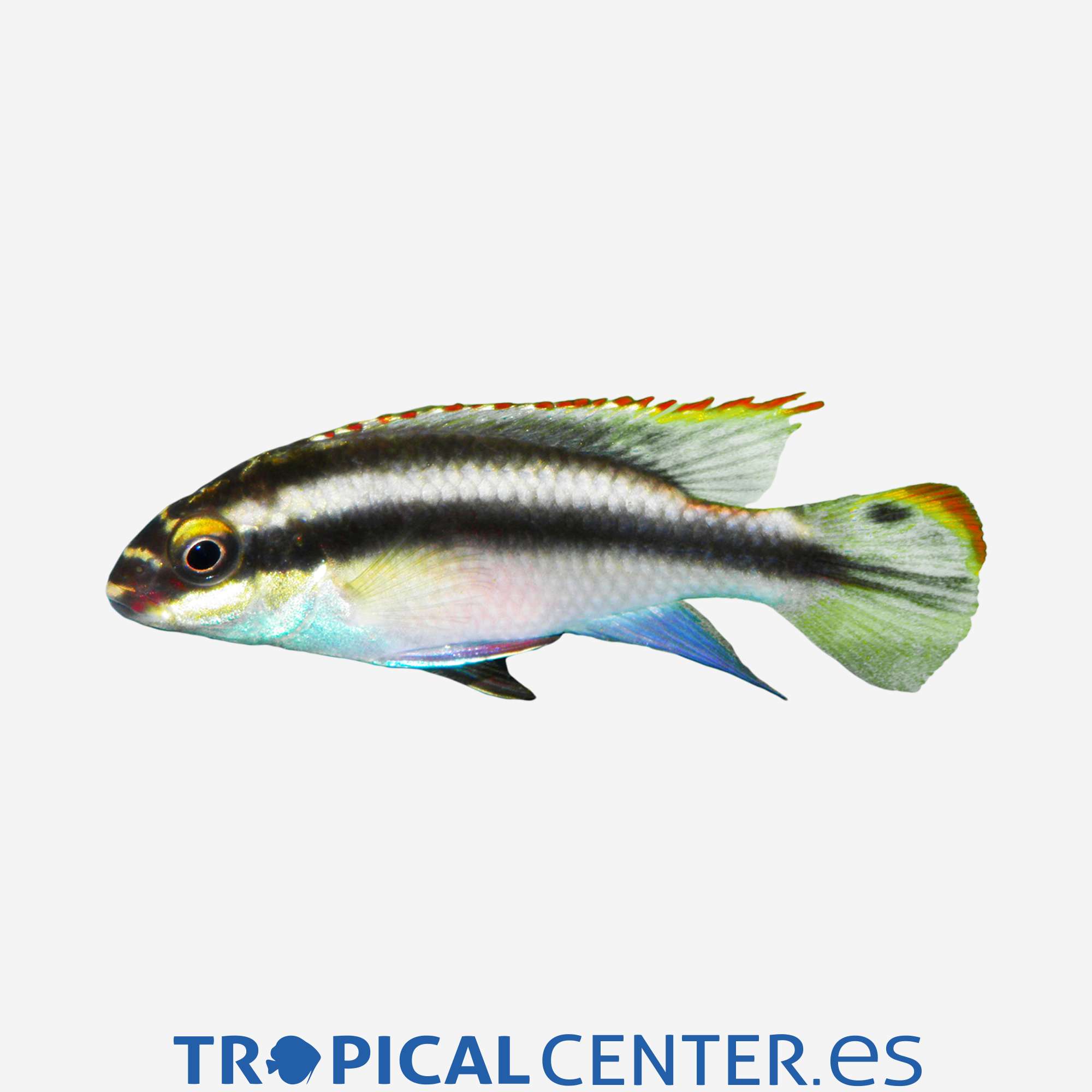 ca62-5-kribensis-hqf_general_3401.jpg ca62-5-kribensis-hqf_general_3401.jpg