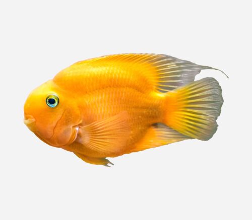 Cíclido loro Amarillo