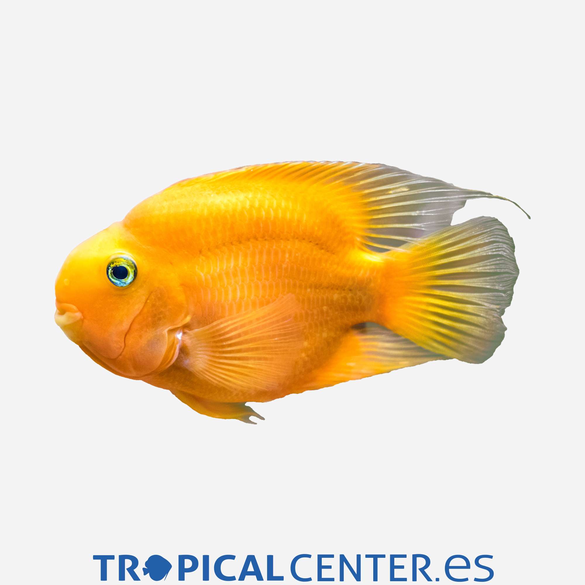 cm59-6-ciclido-loro-amarillo_general_3438.jpg cm59-6-ciclido-loro-amarillo_general_3438.jpg