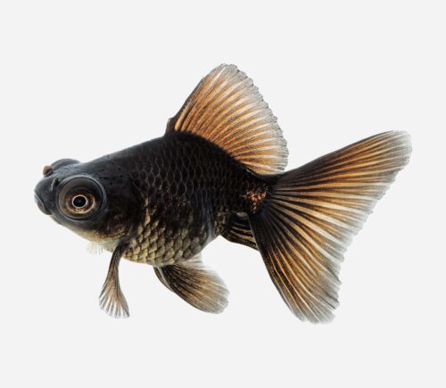 Telescópico Negro 💎HQF💎