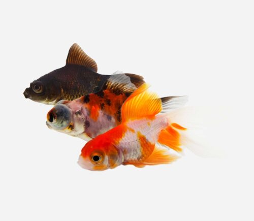 Telescópico Surtido 💎HQF💎