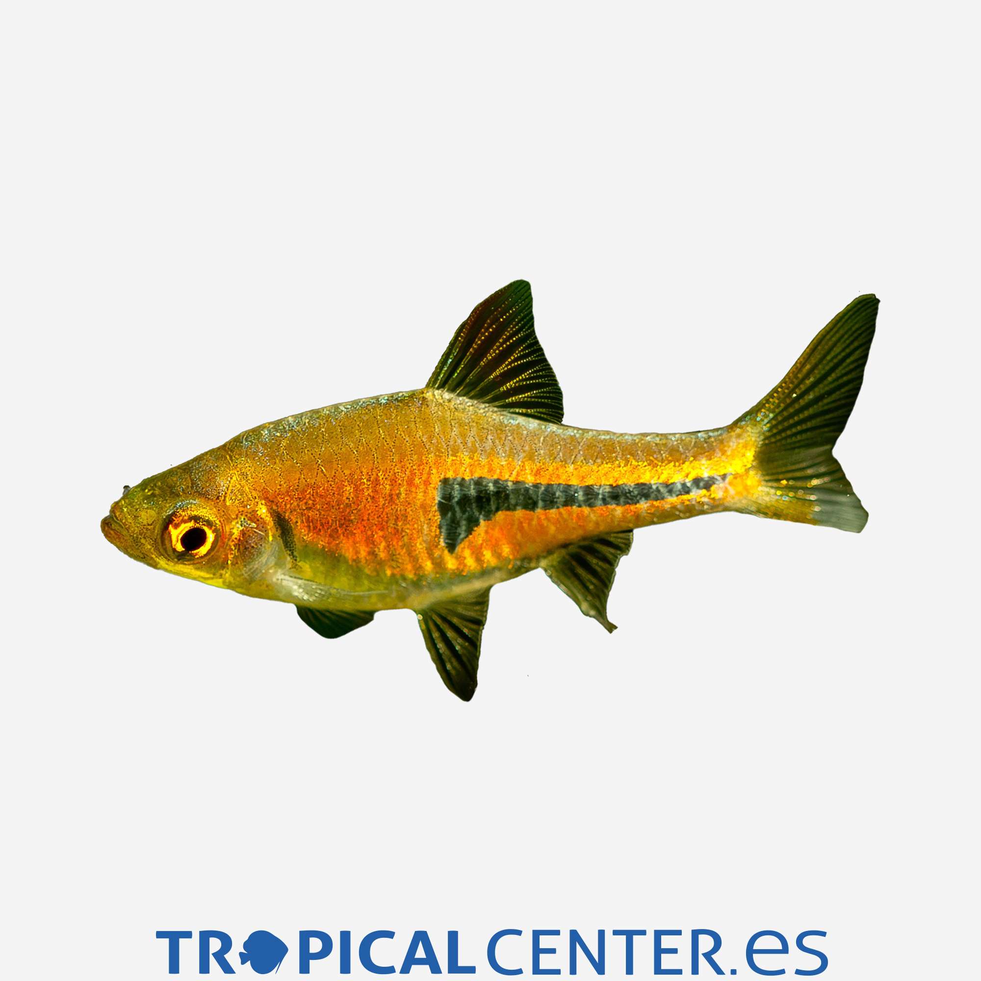 dr36-2-rasbora-de-espe_general_4008.jpg