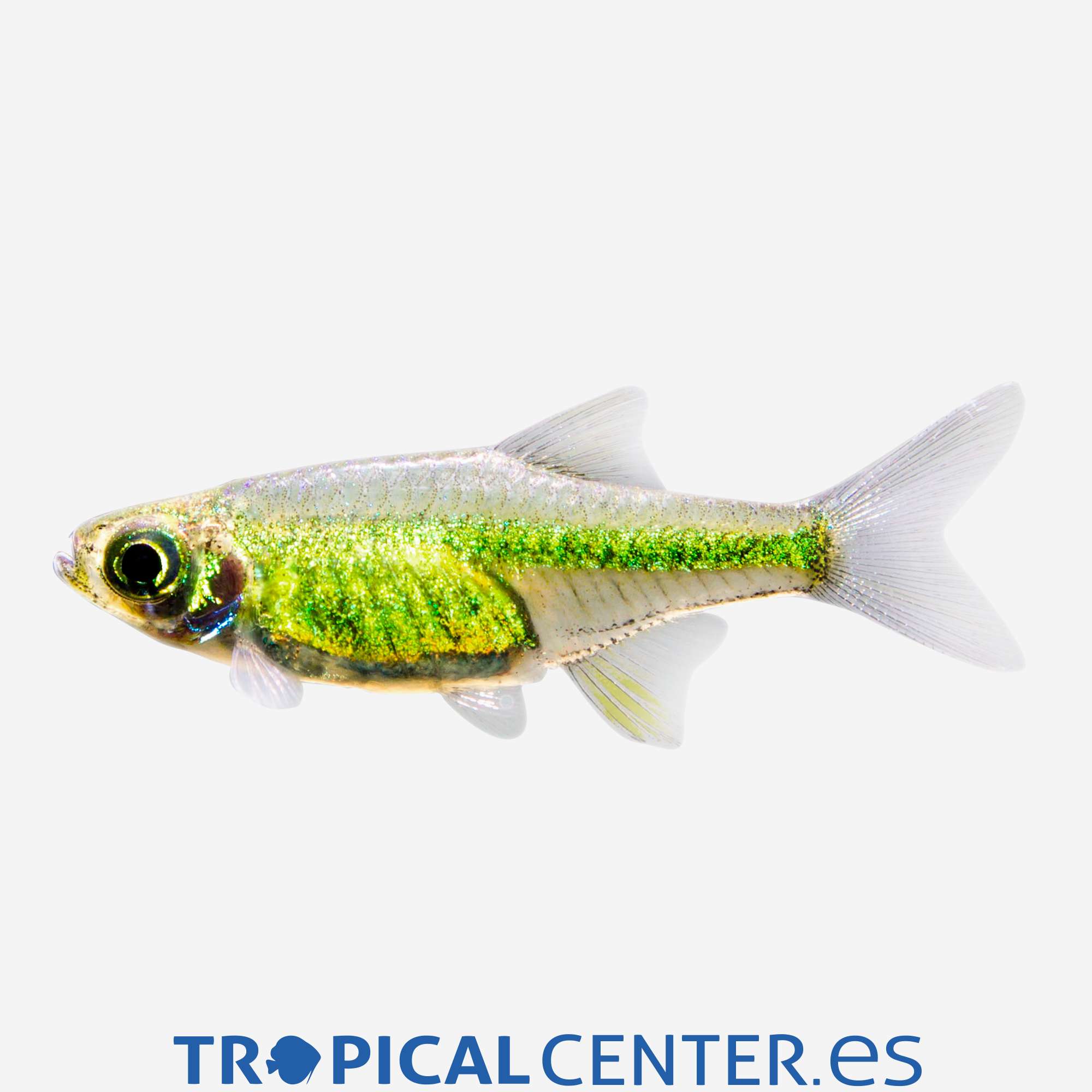 dr45-1-rasbora-verde-neon_general_5187.jpg
