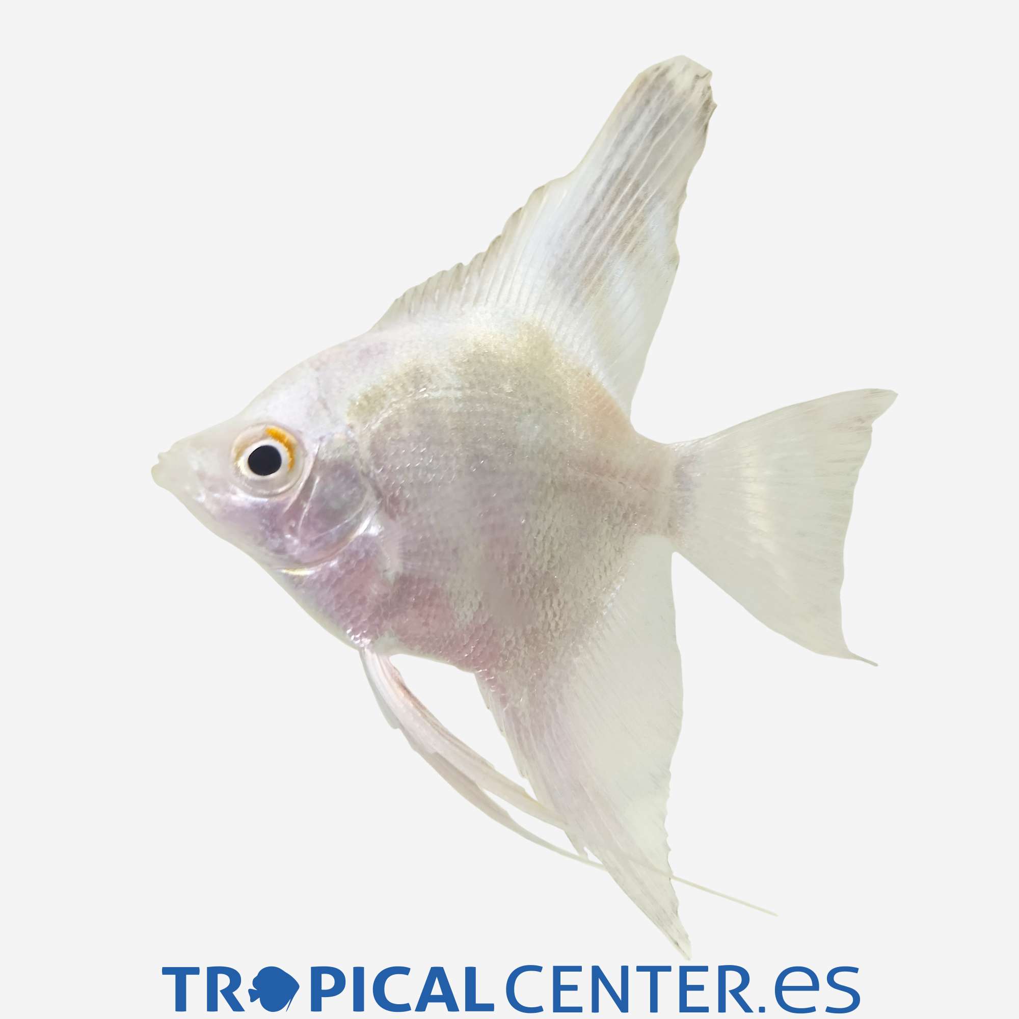 es152-0-escalar-platino-silver-black-fin_general_5596.jpg es152-0-escalar-platino-silver-black-fin_general_5596.jpg