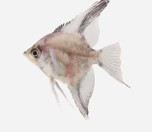 Escalar Paraiba azul