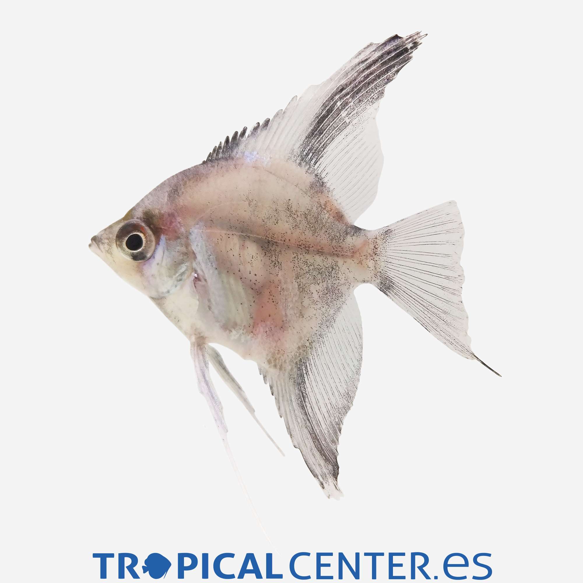 es154-0-escalar-paraiba-azul_general_5615.jpg es154-0-escalar-paraiba-azul_general_5615.jpg