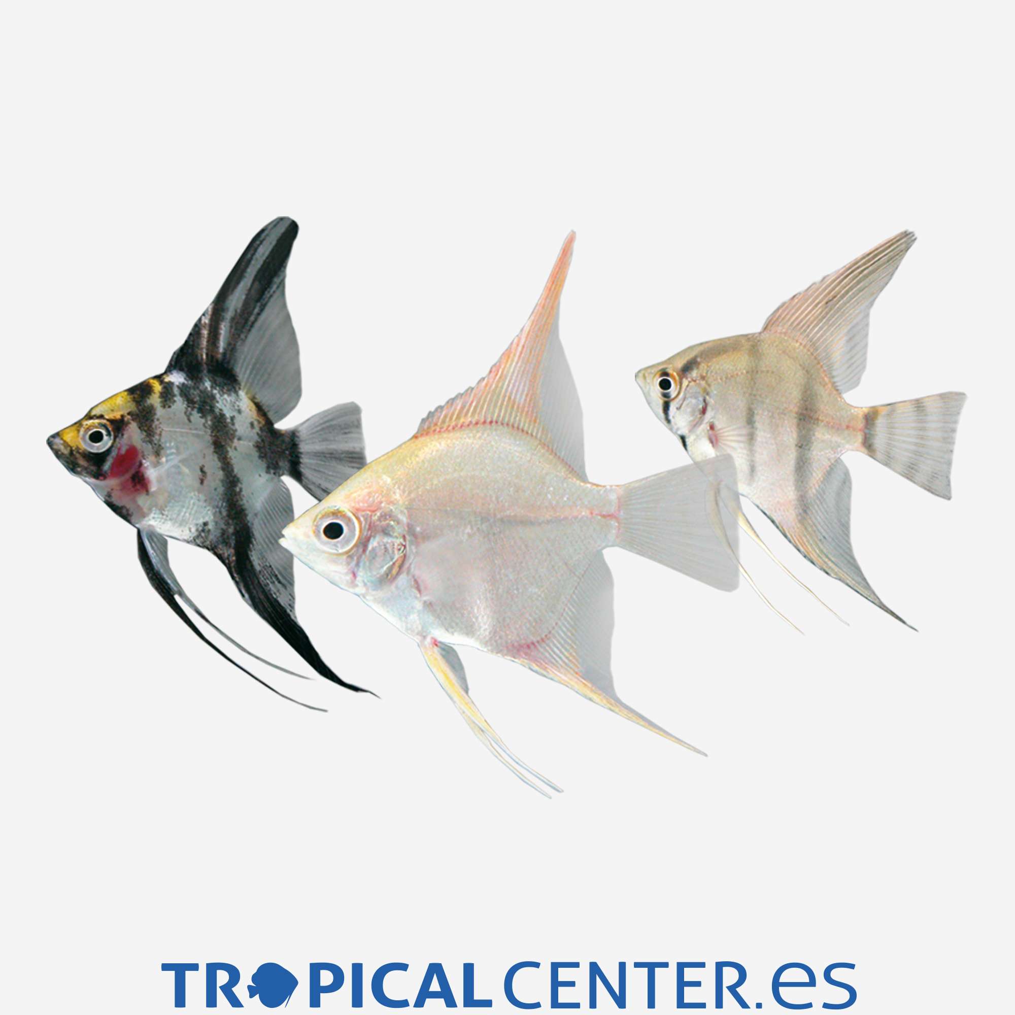 es33-1-escalar-surtido_general_3615.jpg es33-1-escalar-surtido_general_3615.jpg