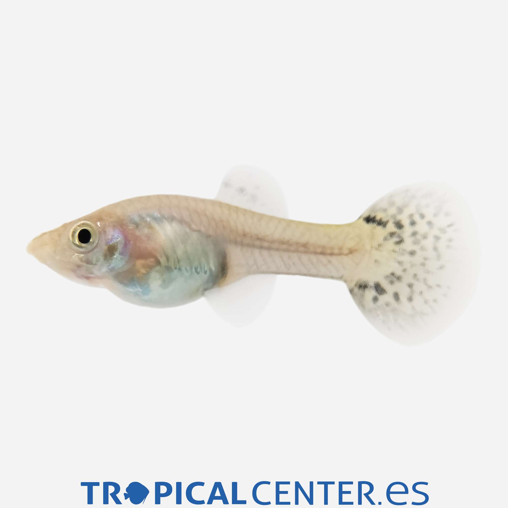 gu105-1-guppy-cobra-verde-hqf-hembra_general_5356.jpg gu105-1-guppy-cobra-verde-hqf-hembra_general_5356.jpg