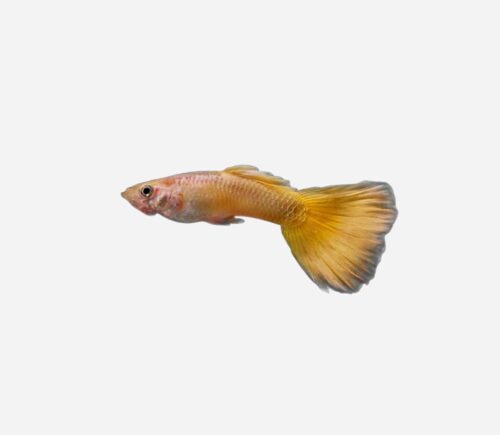 Guppy Oro 💎HQF💎 (macho)