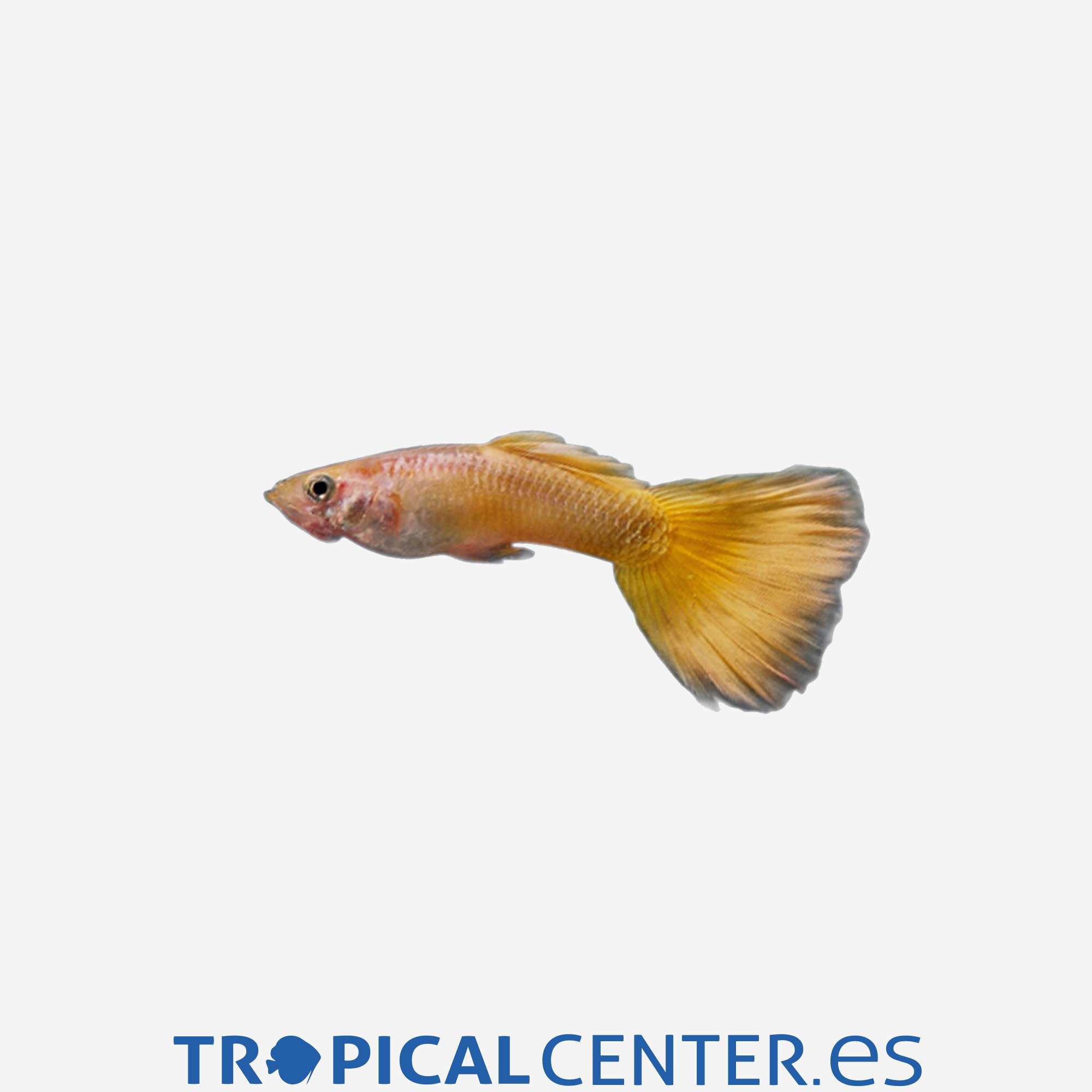 gu110-0-guppy-oro-hqf-macho_general_4924.jpg gu110-0-guppy-oro-hqf-macho_general_4924.jpg