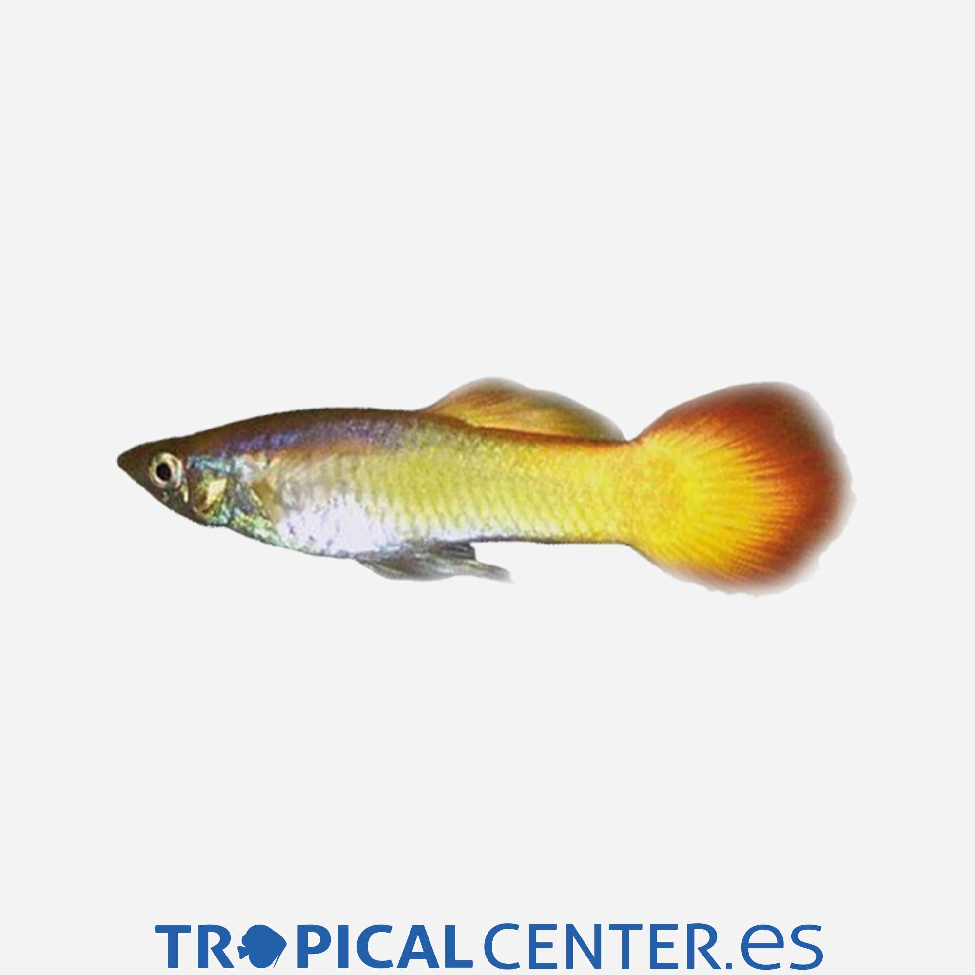 gu138-2-guppy-amanecer-hqf-macho_general_4935.jpg gu138-2-guppy-amanecer-hqf-macho_general_4935.jpg