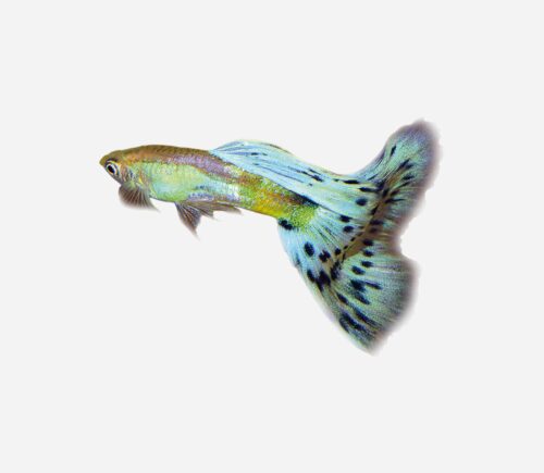 Guppy Jaspeado azul moteado (macho)