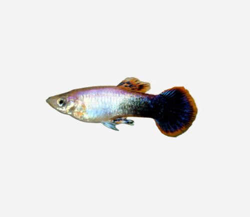 Guppy Rosa tuxedo (macho)