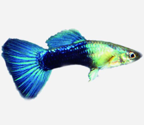 Guppy Azul 💎HQF💎 (macho)