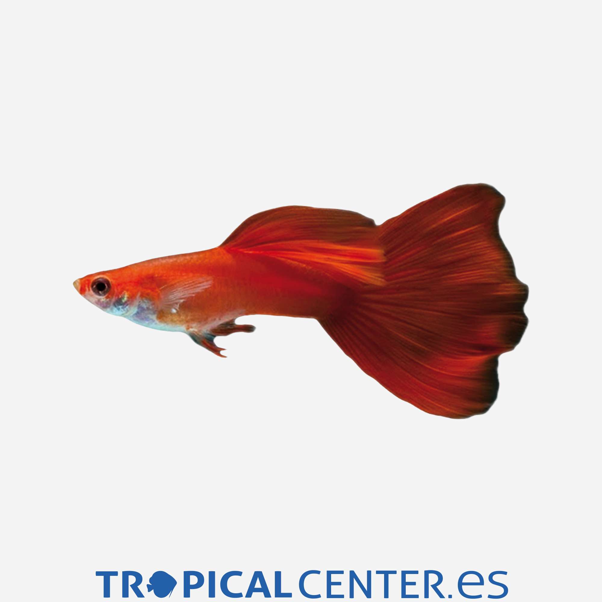 gu190-1-guppy-rojo-sangre-hqf-macho_general_4365.jpg gu190-1-guppy-rojo-sangre-hqf-macho_general_4365.jpg