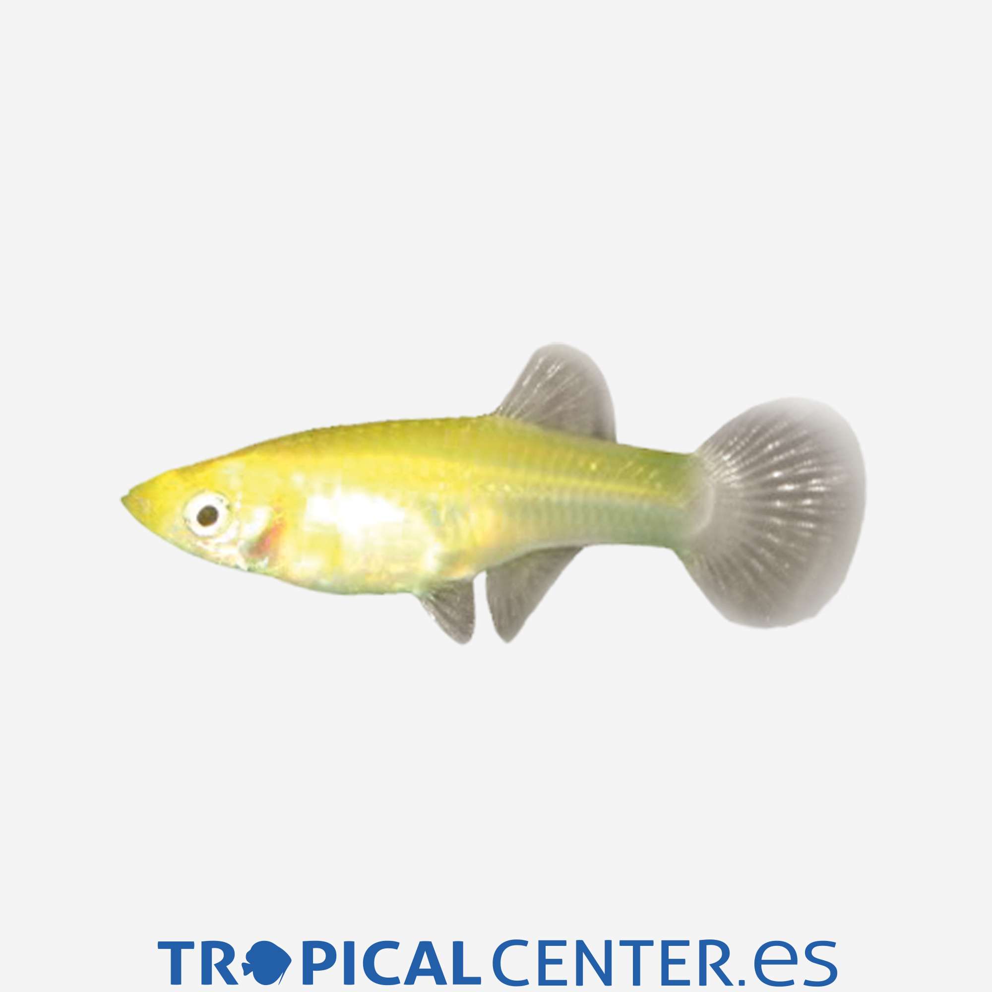 gu203-1-guppy-dorado-hqf-hembra_general_4959.jpg gu203-1-guppy-dorado-hqf-hembra_general_4959.jpg