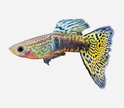 Guppy Piel de serpiente verde (macho)