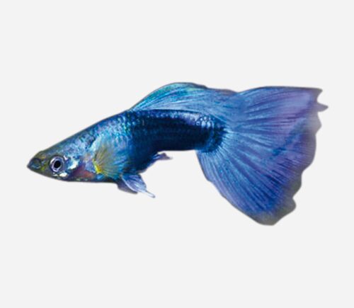 Guppy Neón azul 💎HQF💎 (macho)