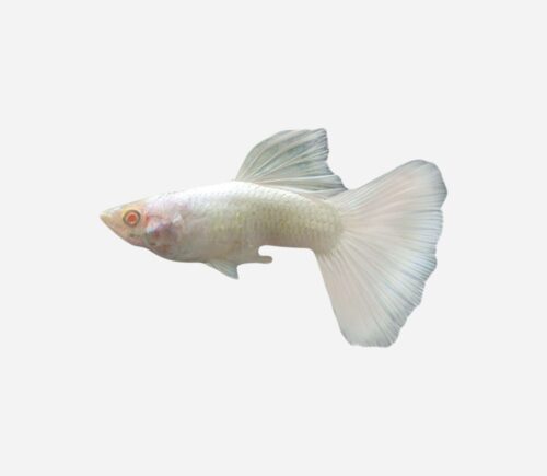 Guppy Blanco 💎HQF💎 (macho)