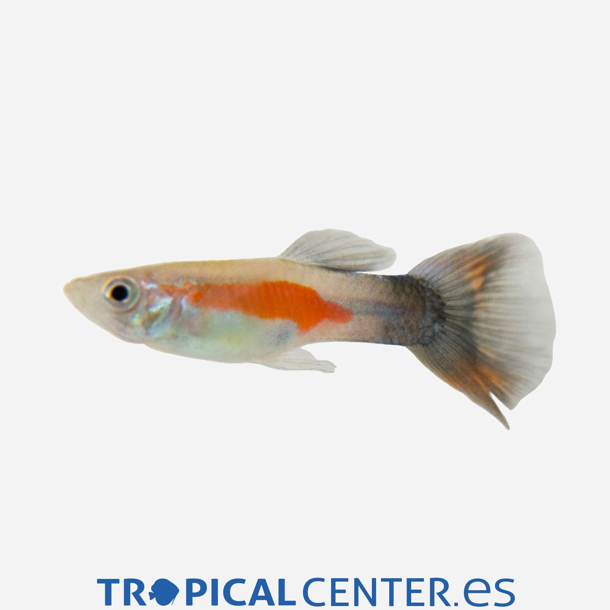 gu308-0-guppy-reina-purpura-macho_general_5572.jpg gu308-0-guppy-reina-purpura-macho_general_5572.jpg