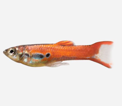 Guppy endler Rojo (macho)