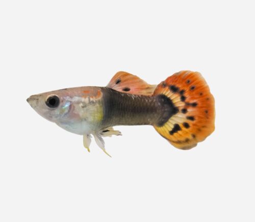 Guppy Dragon tuxedo 💎HQF💎 (macho)