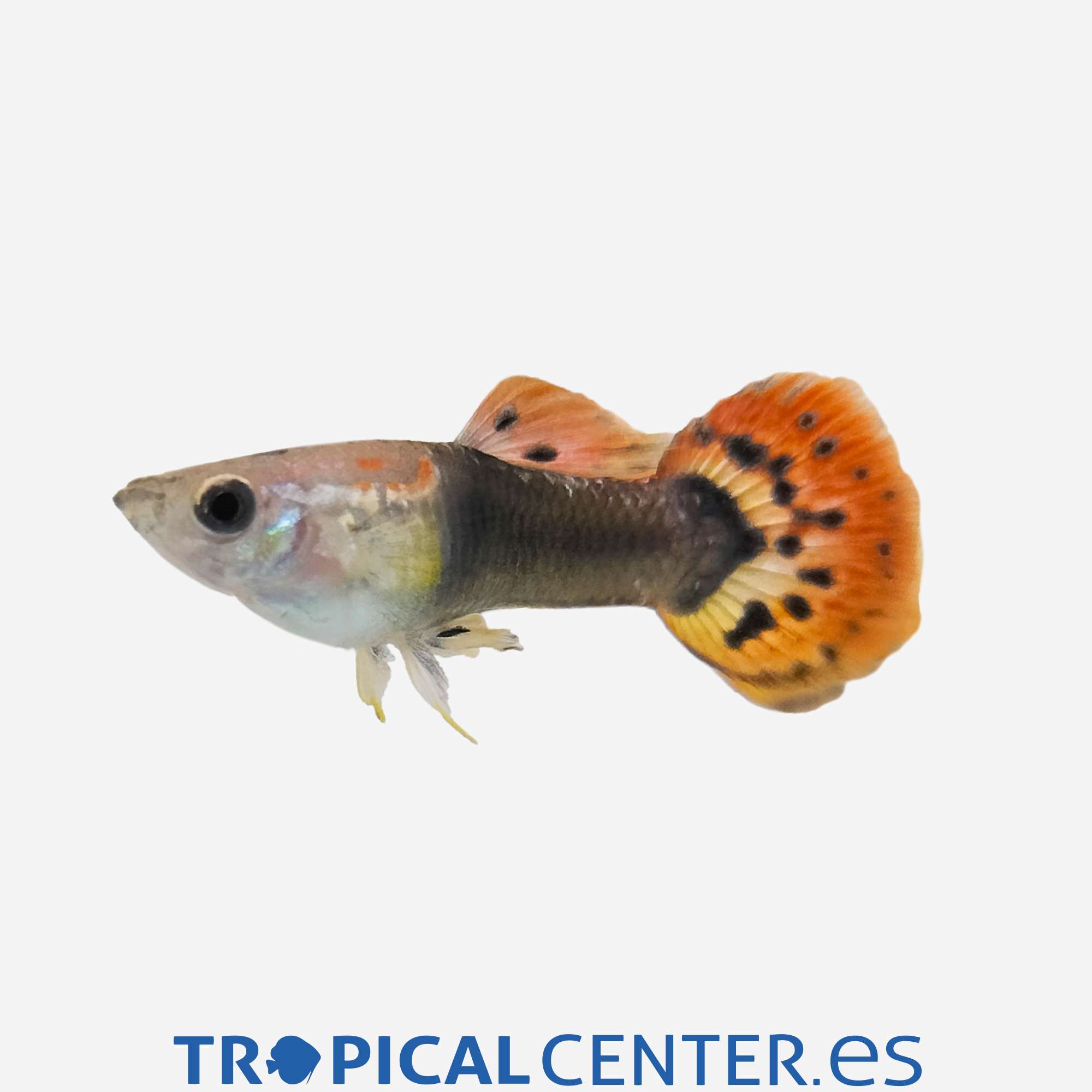 gu324-1-guppy-dragon-tuxedo-hqf-macho_general_5556.jpg gu324-1-guppy-dragon-tuxedo-hqf-macho_general_5556.jpg