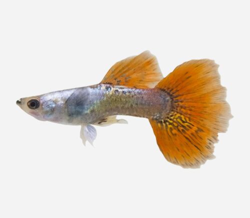 Guppy Dumbo 💎HQF💎 (macho)