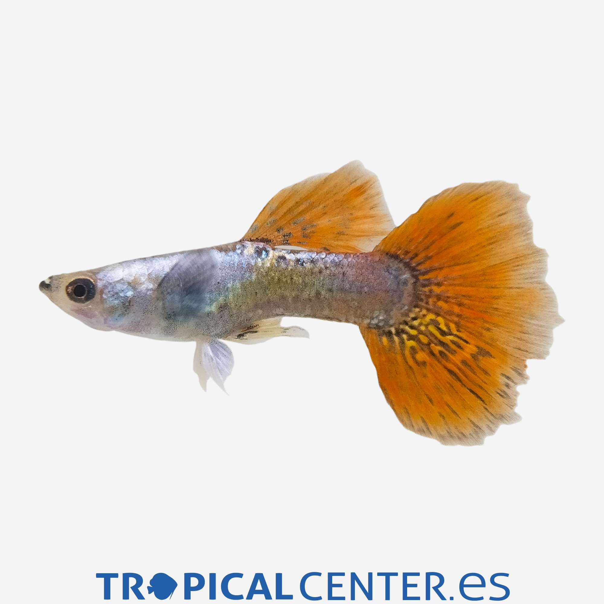 gu337-5-guppy-dumbo-hqf-macho_general_5517.jpg gu337-5-guppy-dumbo-hqf-macho_general_5517.jpg