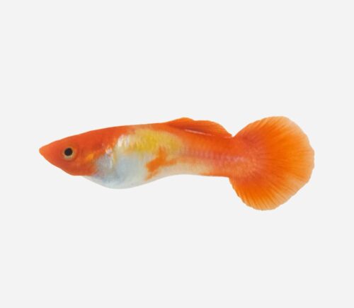 Guppy Boina roja koi (macho)