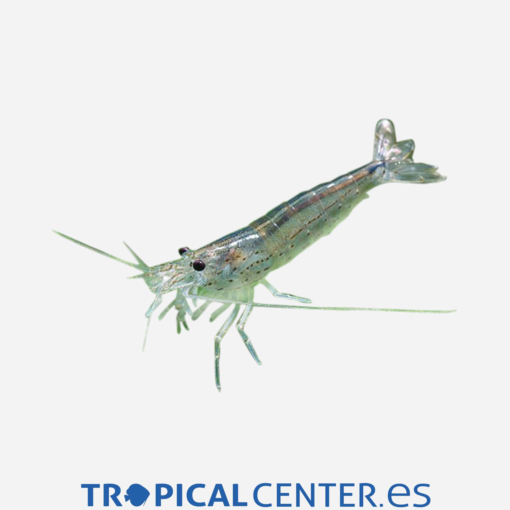 iv12-4-caridina-japonica_general_3669.jpg