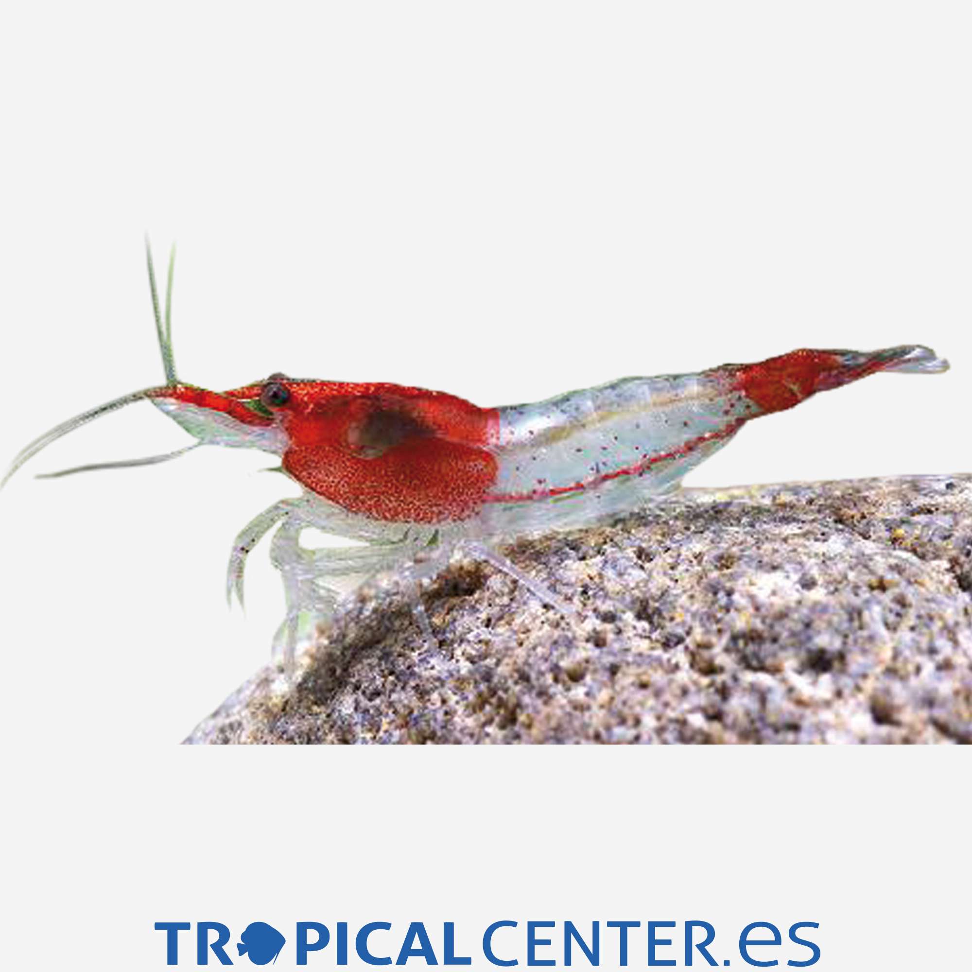 iv35-0-gamba-red-rili_general_3674.jpg iv35-0-gamba-red-rili_general_3674.jpg