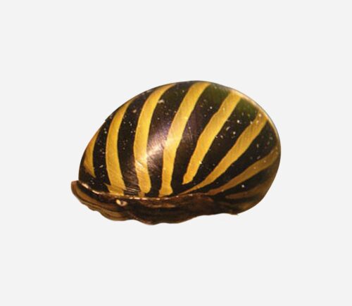 Caracol cebra
