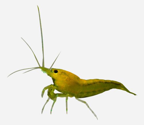 Gamba Amarillo fuego