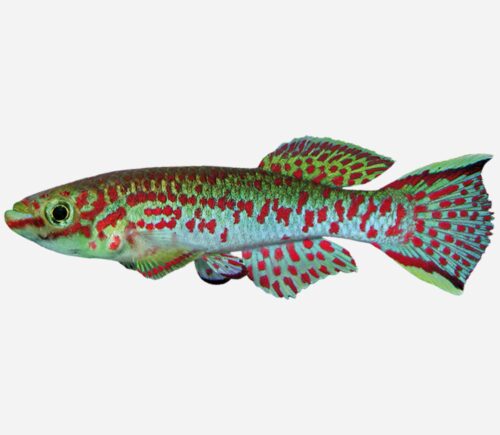 Aphyosemion gardneri