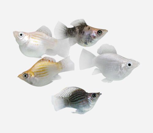 Molly Balón Surtido