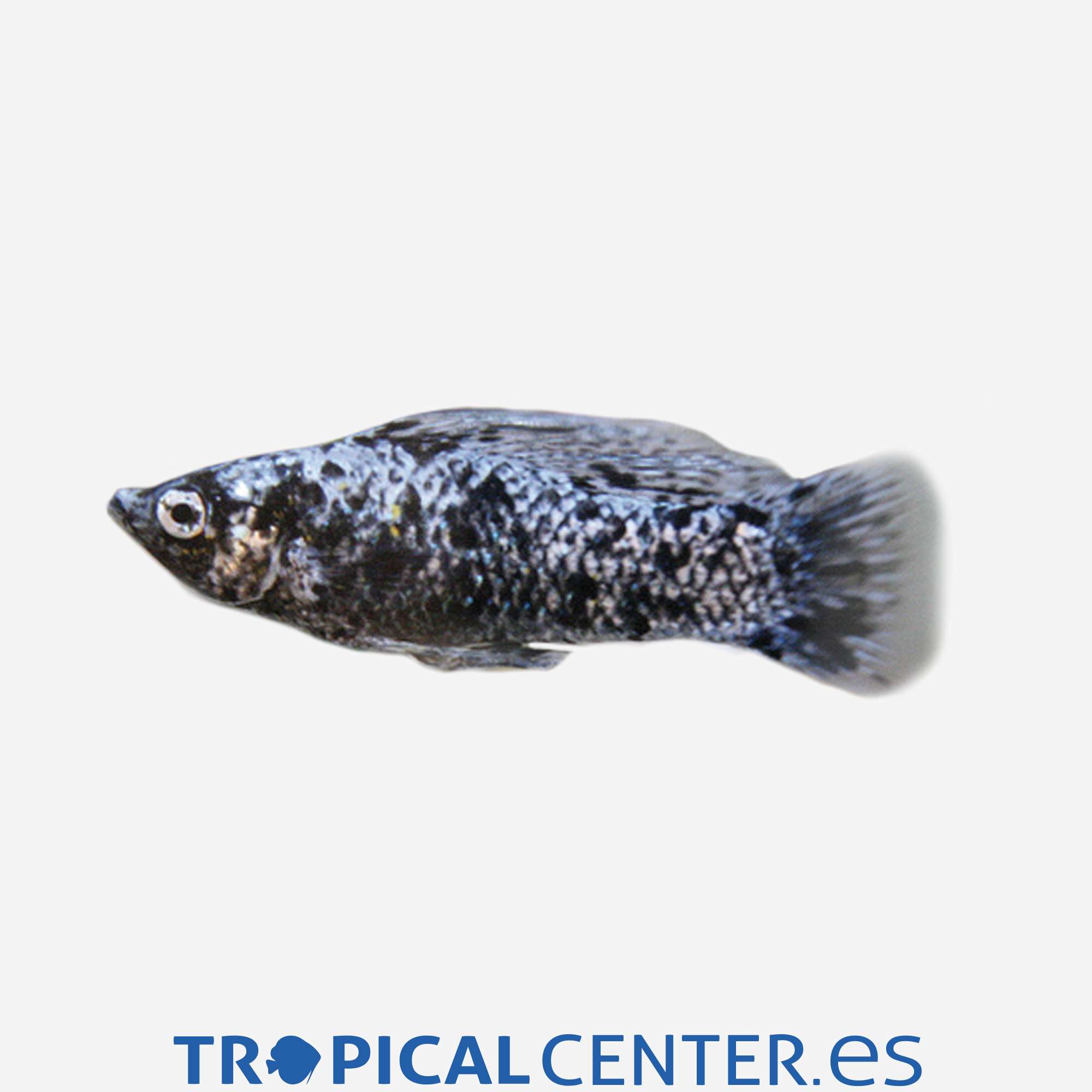 mo37-1-molly-marmol-hqf_general_5137.jpg mo37-1-molly-marmol-hqf_general_5137.jpg