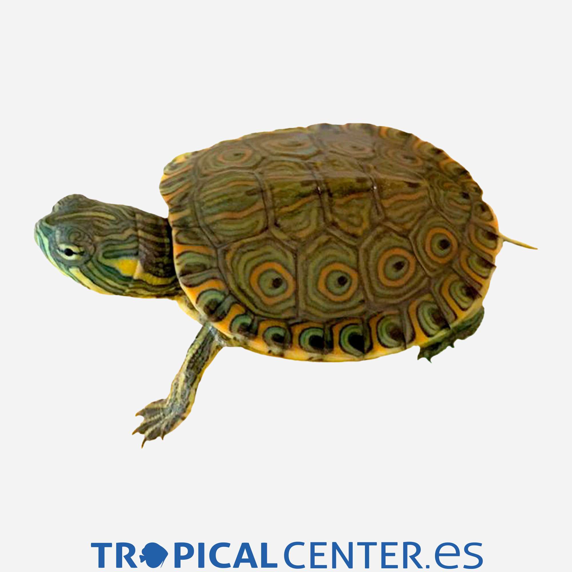 o14-trachemys-venusta_general_4781.jpg