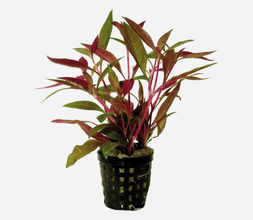 Alternanthera rosaefolia