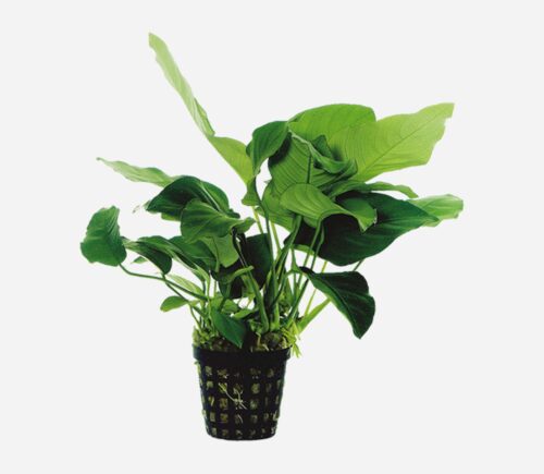 Anubias barteri var. nana